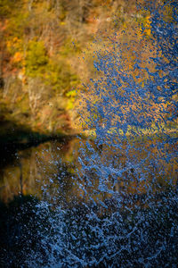 Close-up of autumn leaf in water