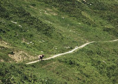 Cow walking on countryside landscape