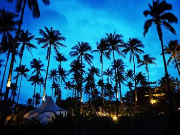 Low angle view of palm trees against sky