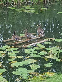 Birds swimming in lake