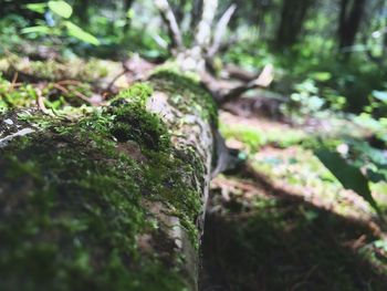 Close-up of moss growing on tree trunk