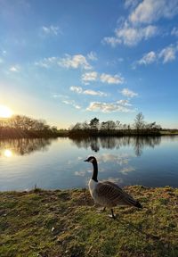 Ducks on a lake