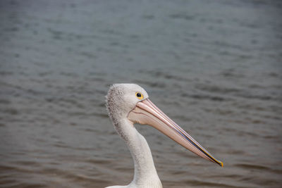 Close-up of a bird