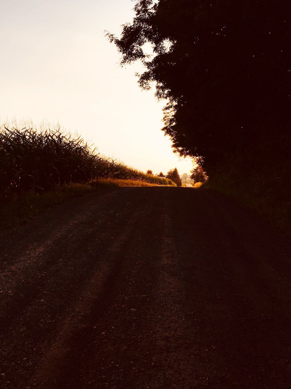 ROAD AMIDST TREES AGAINST SKY DURING SUNSET