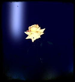 Close-up of yellow flower