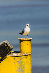 Seagull perching on wooden post