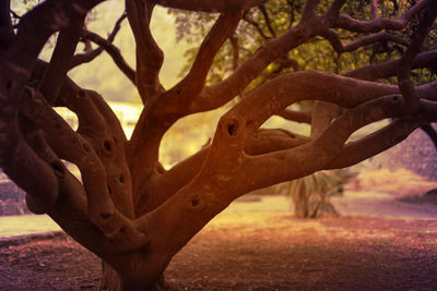 Close-up of a hand on tree trunk