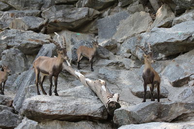 View of animals on rock