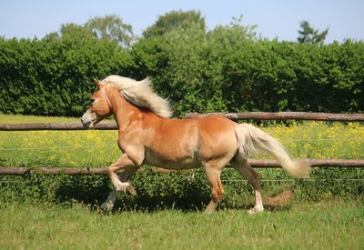 Side view of horse in ranch