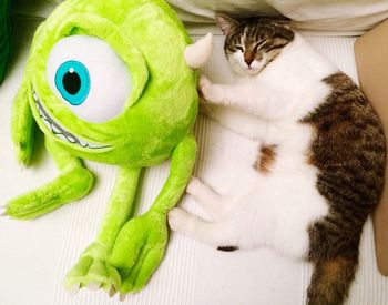 Cat resting on bed