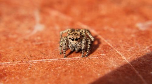 Close-up of spider