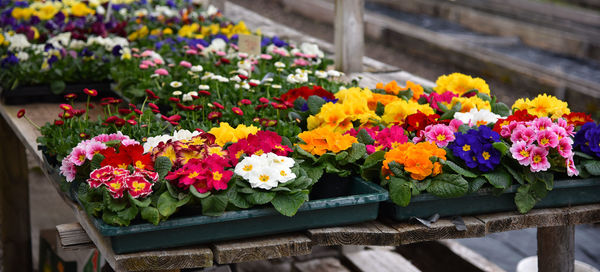 Close-up of flowers in pot