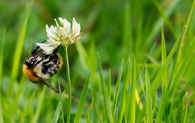 Close-up of bee pollinating on flower