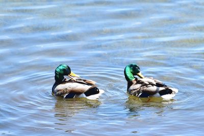 Ducks swimming in lake