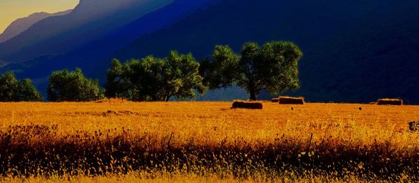 Scenic view of agricultural field against sky