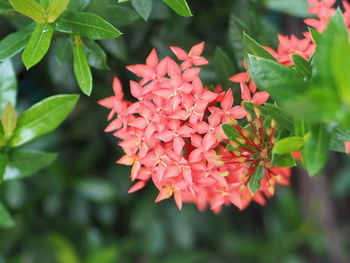 Close-up of red flowering plant