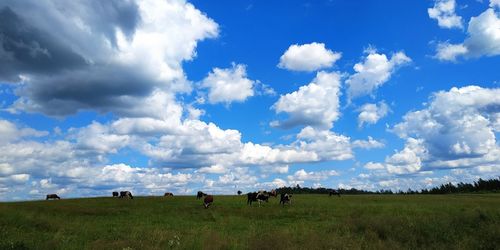 Horses in a field