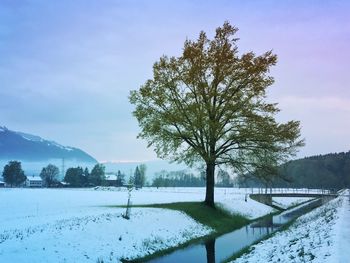 Trees on field by lake against sky during winter