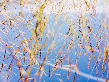 Low angle view of plants against sky during winter