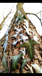 Close-up of leaves on tree