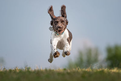 Portrait of dog jumping on grassy field