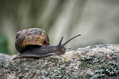 Close-up of snail on rock