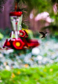 Close-up of bird flying hanging from feeder