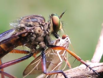 Close-up of fly on flower