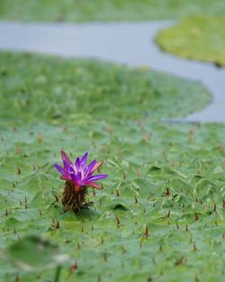 Purple lotus water lily in lake