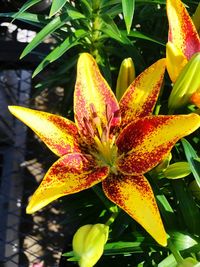 Close-up of day lily plant