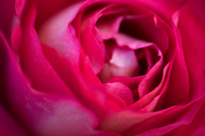 Full frame shot of fresh rose