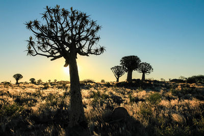 Tree on field against clear sky