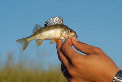 Midsection of person holding fish against blue sky