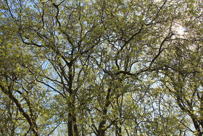 Low angle view of trees in forest against sky