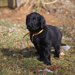 Black dog sitting on grass