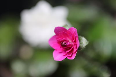 Close-up of pink rose flower