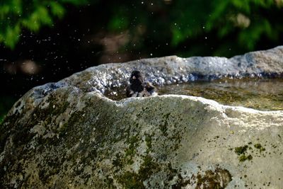 Close-up of sheep in water