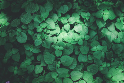 Full frame shot of leaves