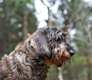 Close-up of a dog looking away