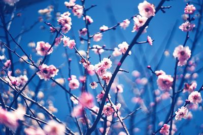 Low angle view of flowers blooming on tree