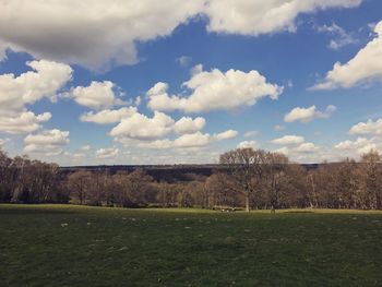 Trees against sky