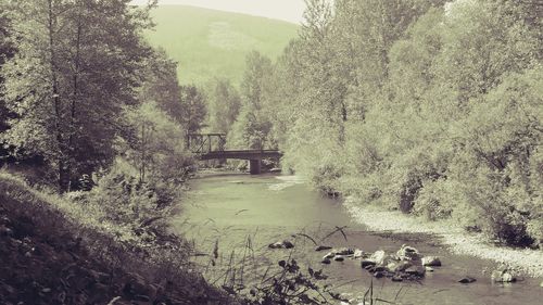 Birds in lake against trees in forest
