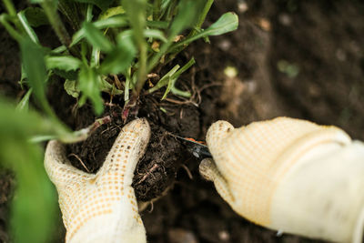 Close-up of snail on plant