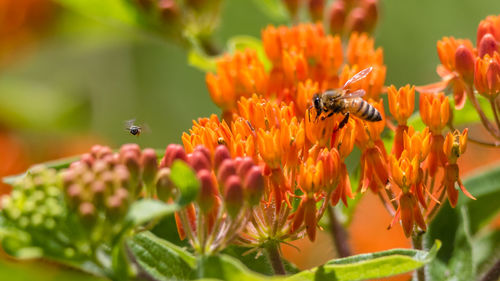 Close-up of busy honeybee pollinating on flowers