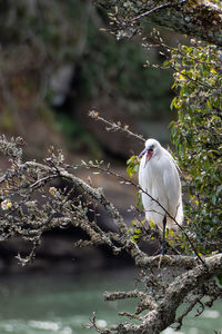 Close-up of bird perching on tree