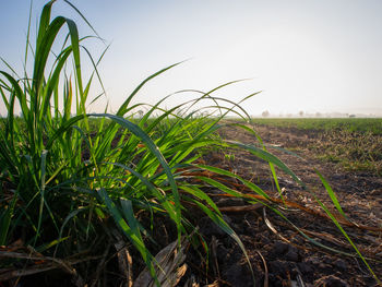 Crops growing on field against sky