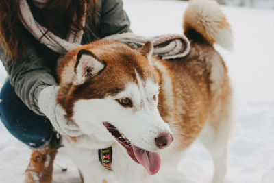 Dog standing in snow on field during winter