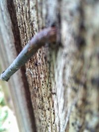 Close-up of tree trunk