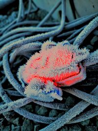 High angle view of frozen plant during winter