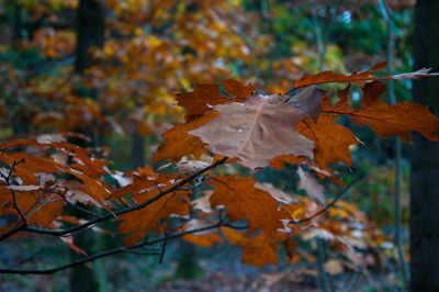 Close-up of maple leaves on branch